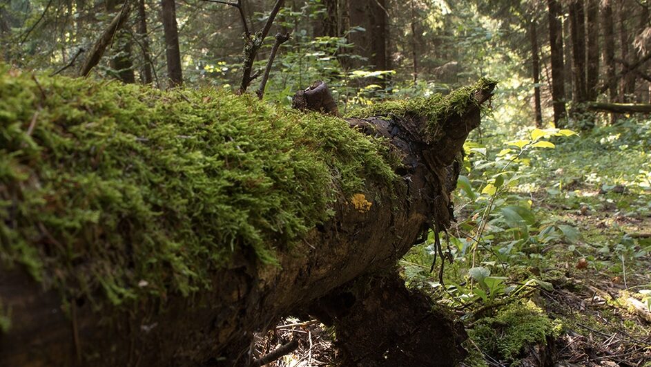 un arbre mort dans une forêt